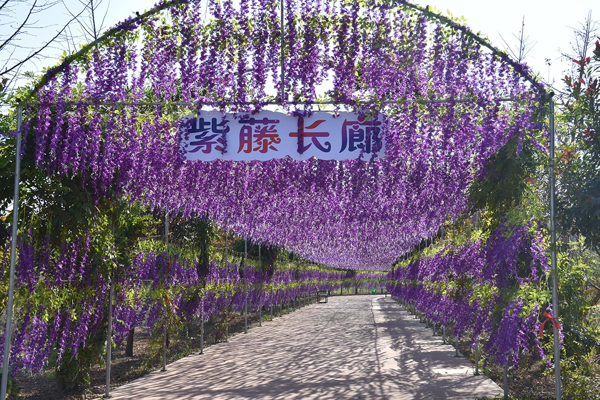 紫藤長(zhǎng)廊